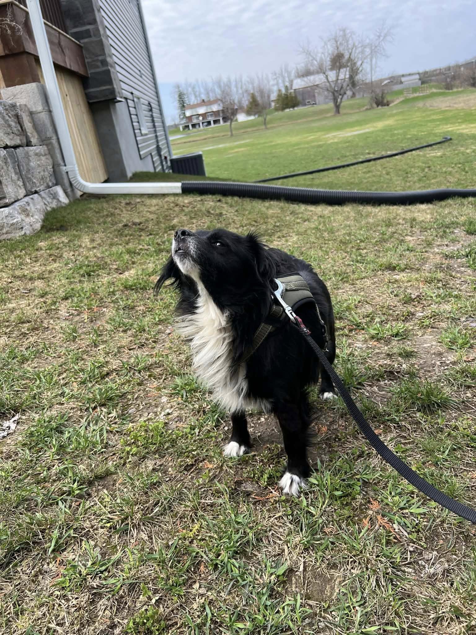 Enlarge Axel, an adopted mixed breed in Woodstock, ON image 3/4