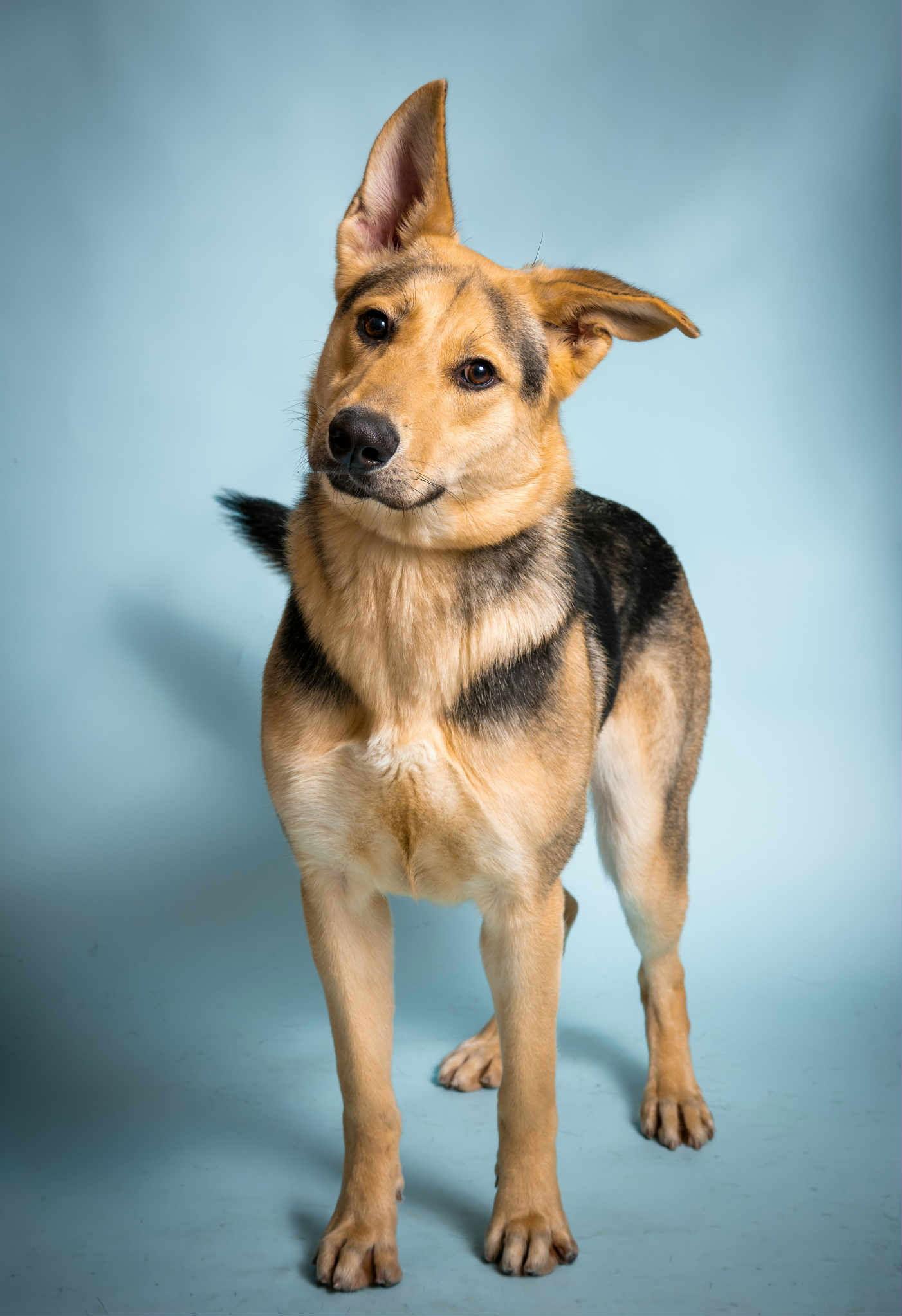 Teddy, Adoptable, Young Female German Shepherd Dog.