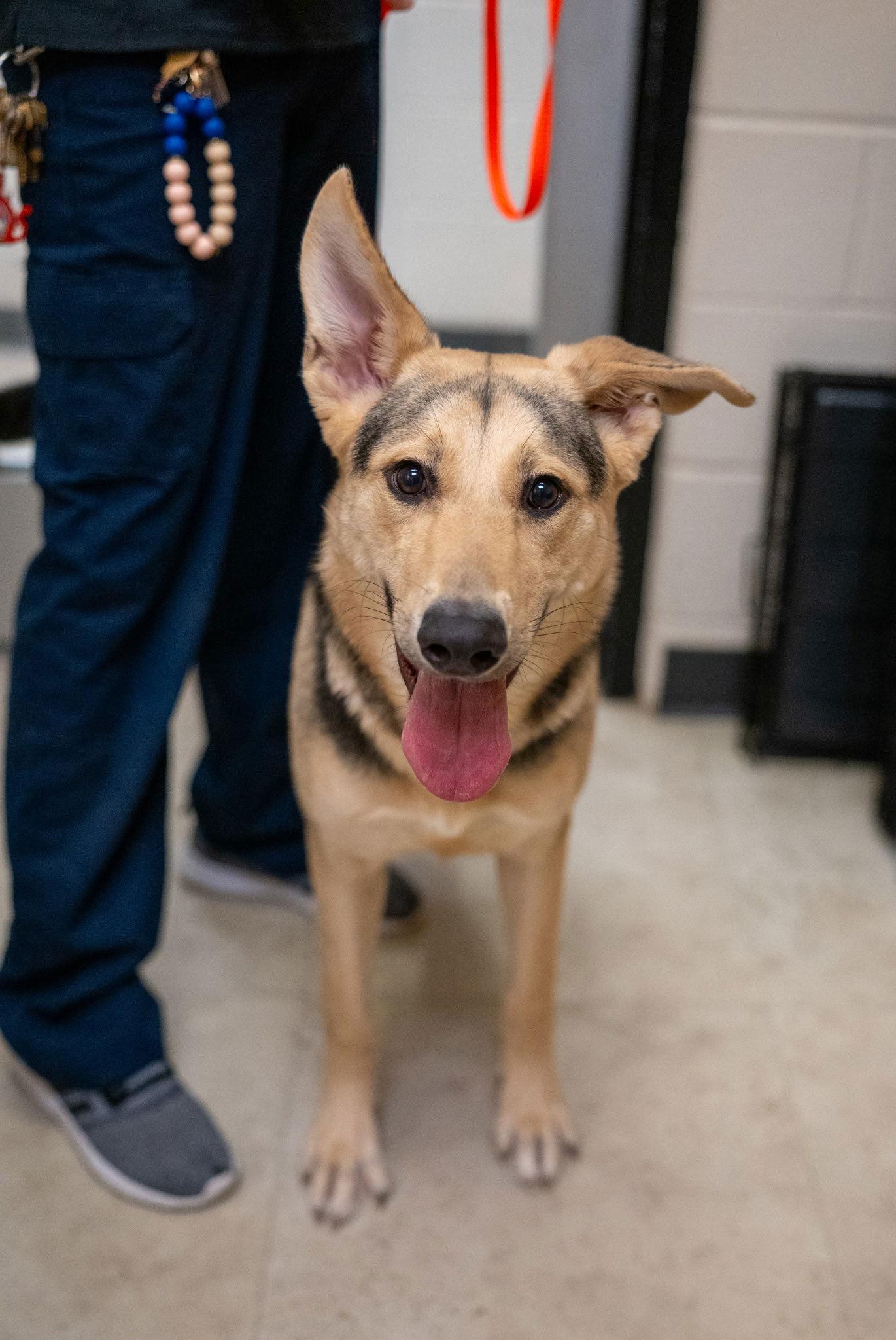 Enlarge Teddy, a Adoptable German Shepherd Dog in Richardson, TX image 2/3