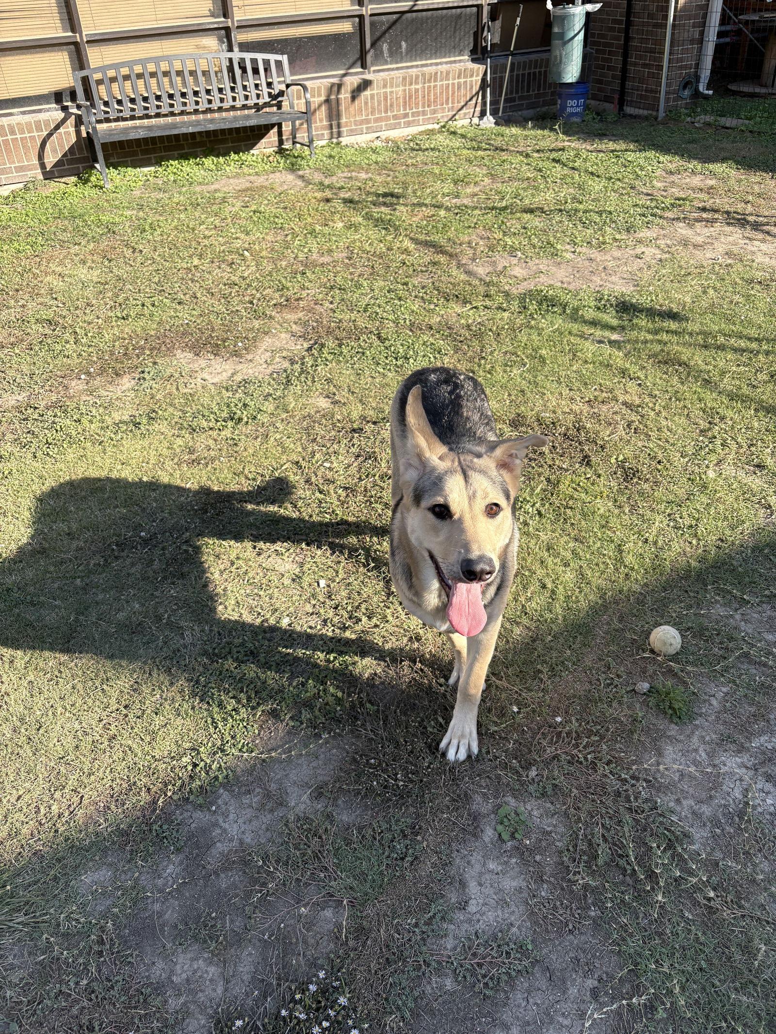 Enlarge Teddy, a Adoptable German Shepherd Dog in Richardson, TX image 3/3