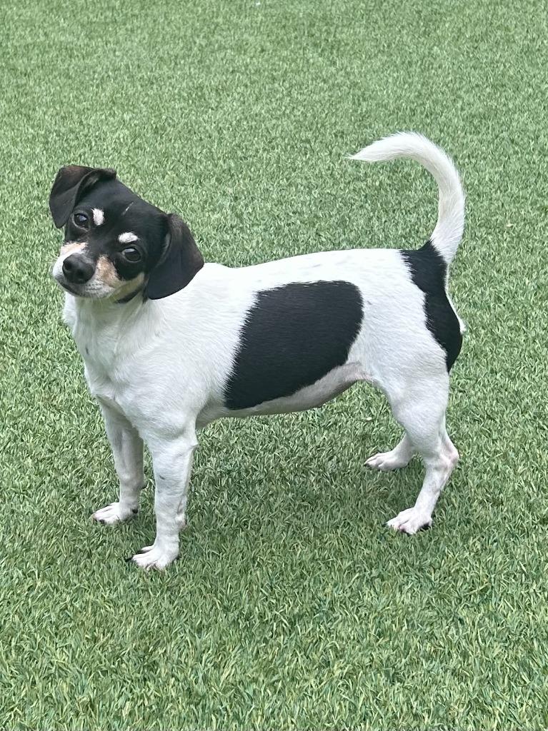Evie, Adoptable, Young Female Chihuahua & Dachshund.
