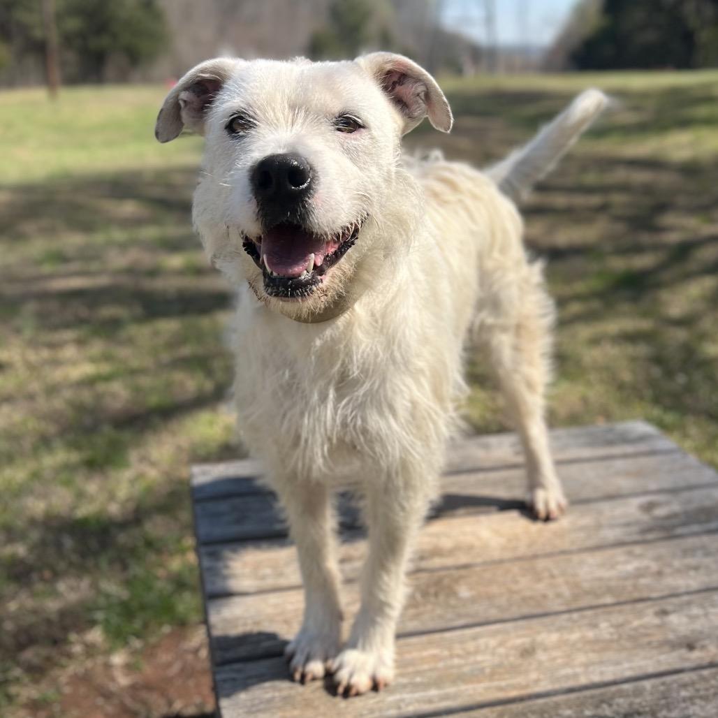Duke, a Adoptable mixed breed in Simpsonville, SC image 1/3