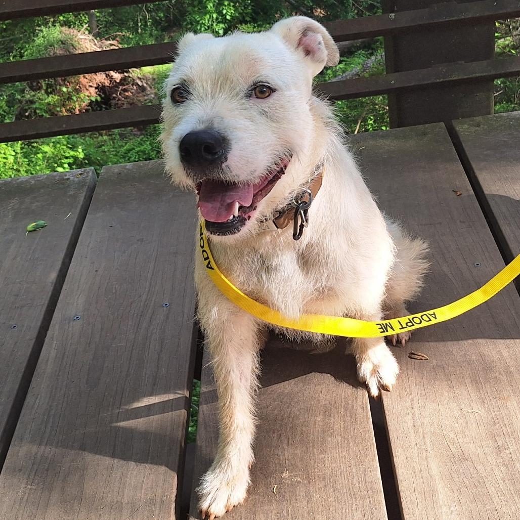 Duke, Adoptable, Adult Male Terrier & Mixed Breed.