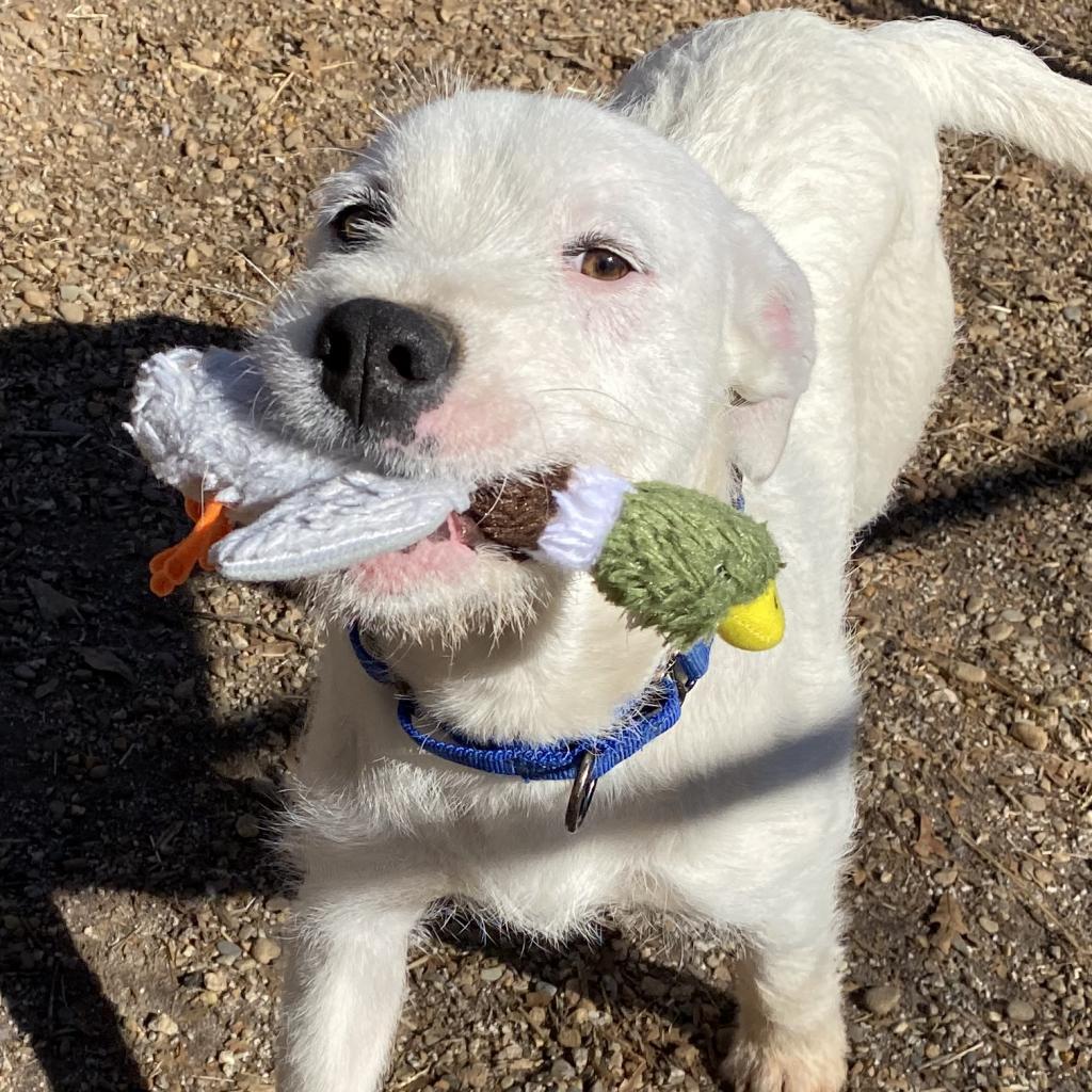 Duke, Adoptable, Adult Male Terrier & Mixed Breed.