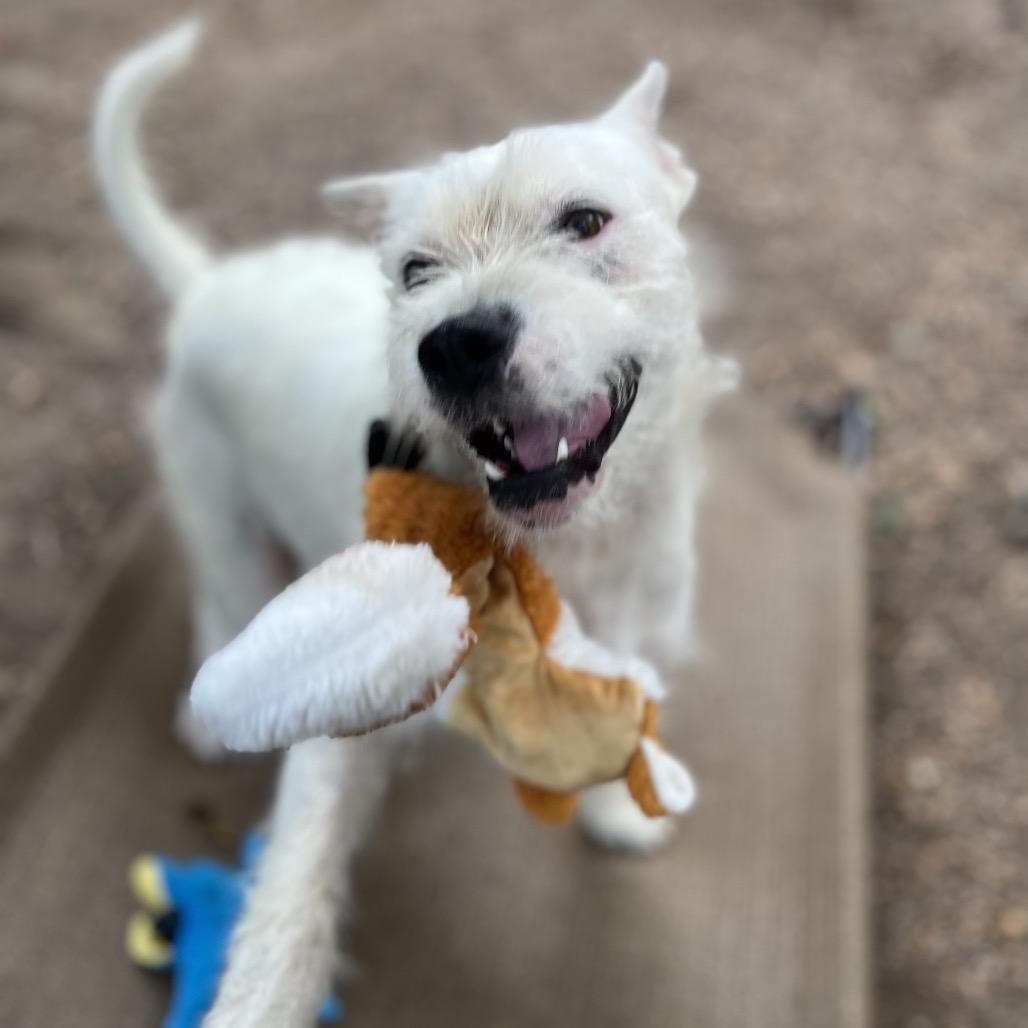 Enlarge Duke, a Adoptable mixed breed in Simpsonville, SC image 3/6