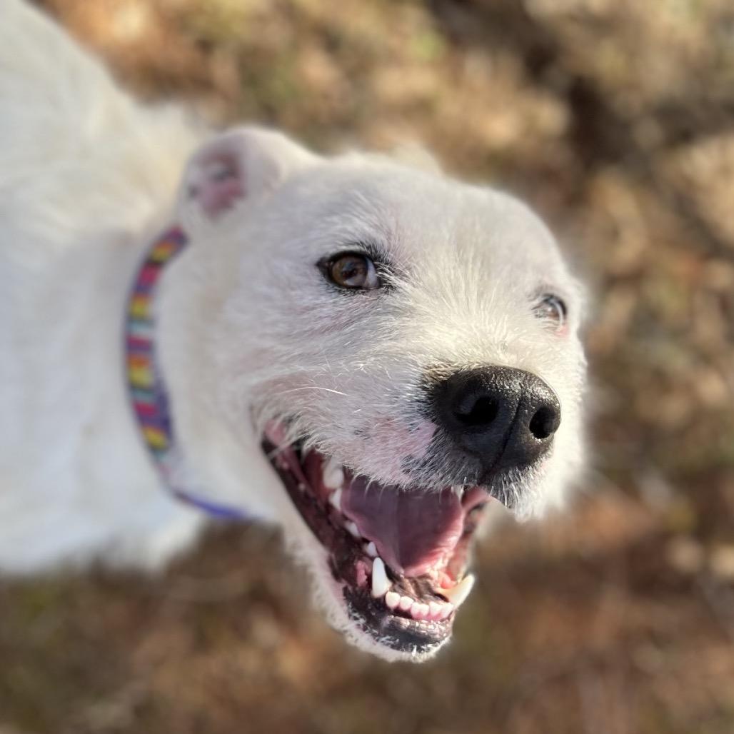 Duke, a Adoptable mixed breed in Simpsonville, SC image 2/6