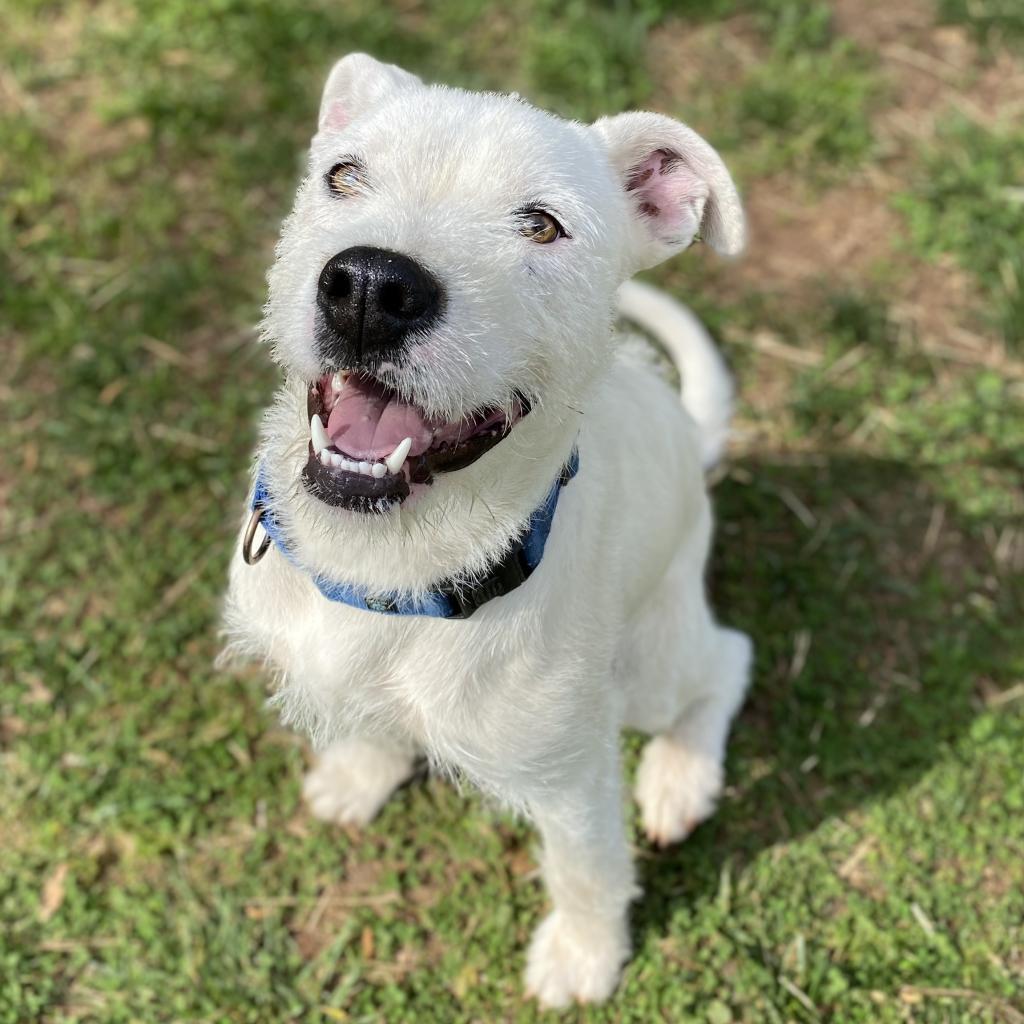 Duke, a Adoptable mixed breed in Simpsonville, SC image 3/6