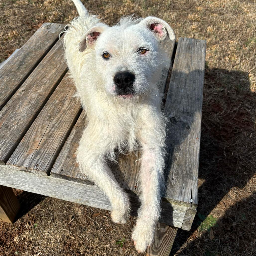 Enlarge Duke, a Adoptable mixed breed in Simpsonville, SC image 3/6