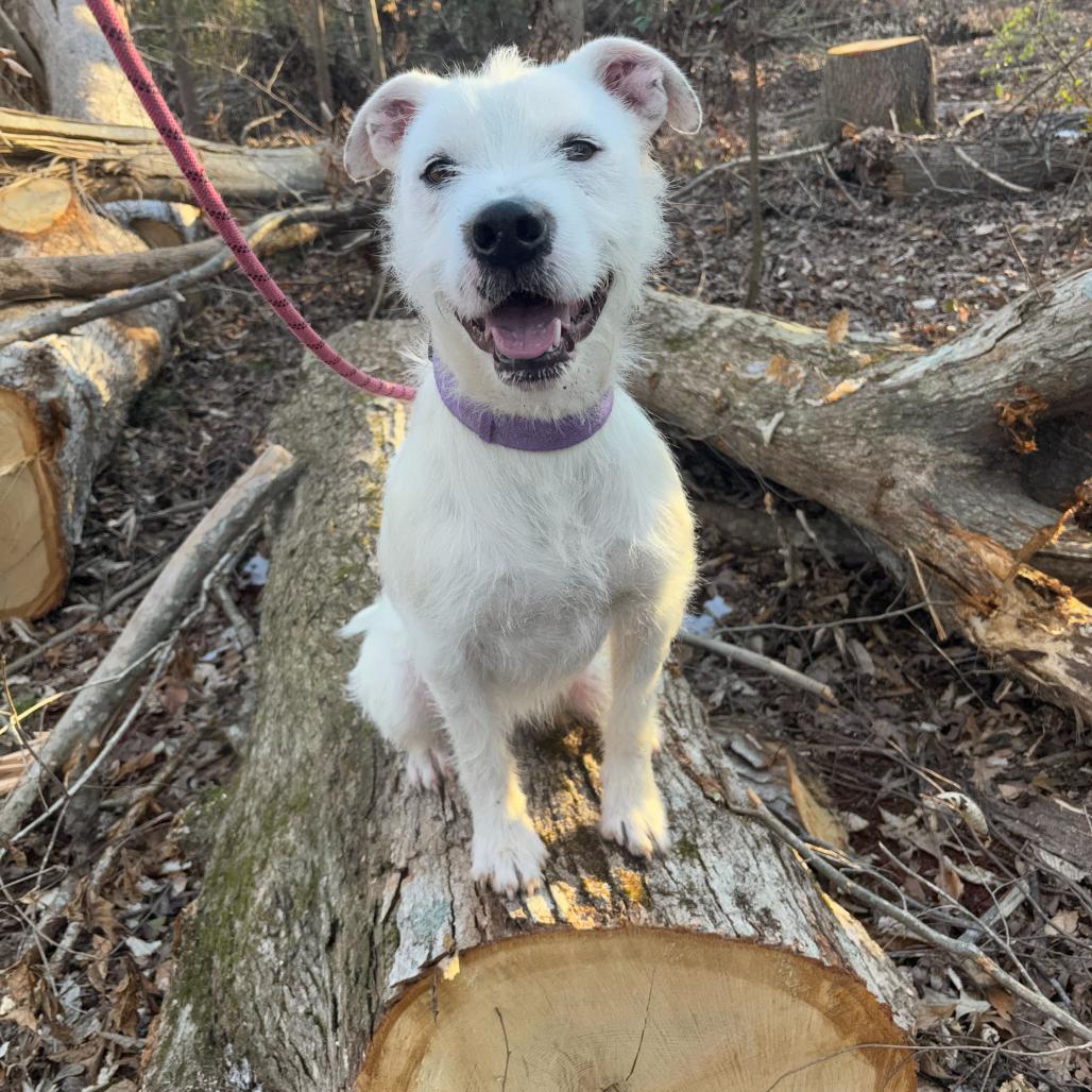 Duke, a Adoptable mixed breed in Simpsonville, SC image 4/6