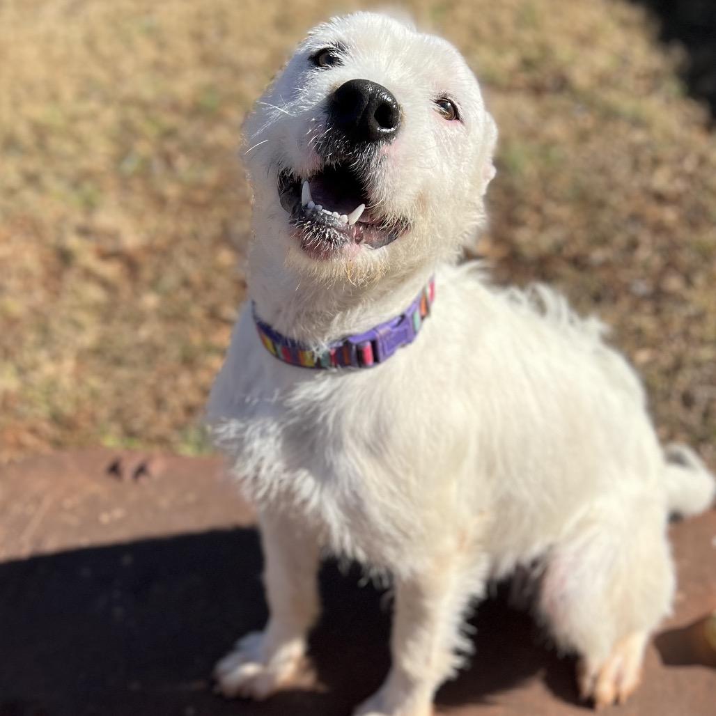Duke, a Adoptable mixed breed in Simpsonville, SC image 5/6