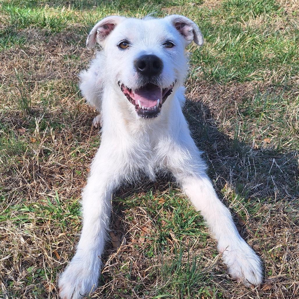 Duke, a Adoptable mixed breed in Simpsonville, SC image 5/6
