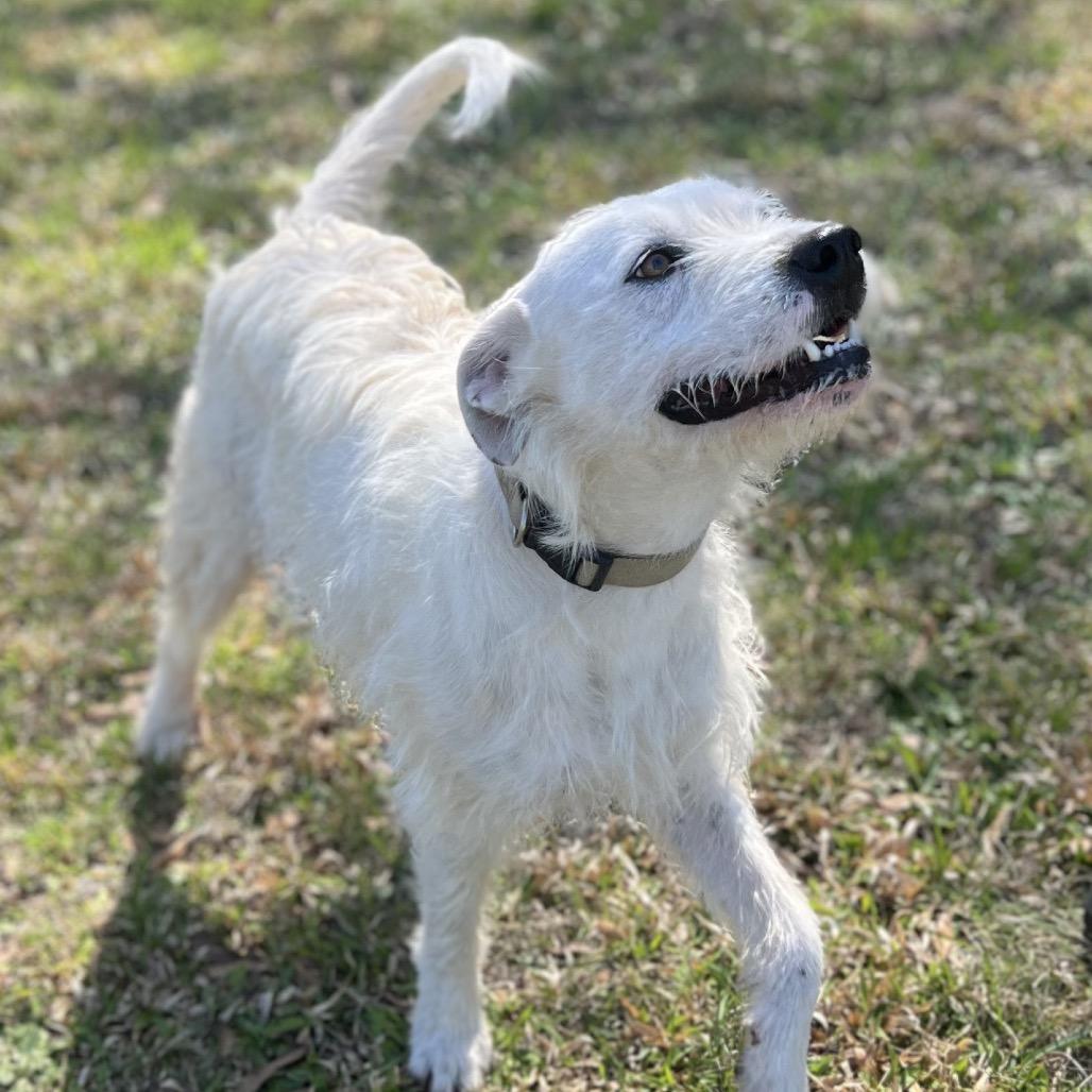 Enlarge Duke, a Adoptable mixed breed in Simpsonville, SC image 5/6