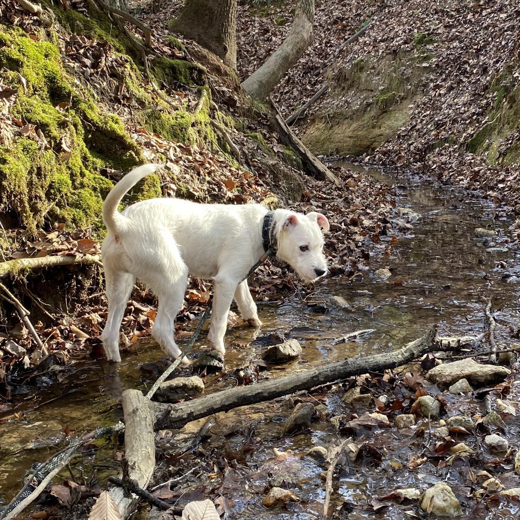 Duke, a Adoptable mixed breed in Simpsonville, SC image 6/6