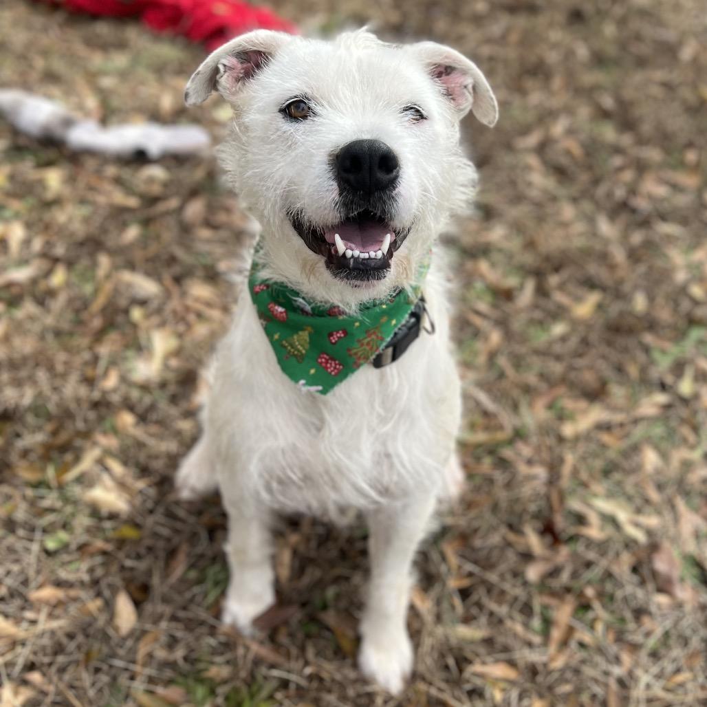 Duke, a Adoptable mixed breed in Simpsonville, SC image 6/6