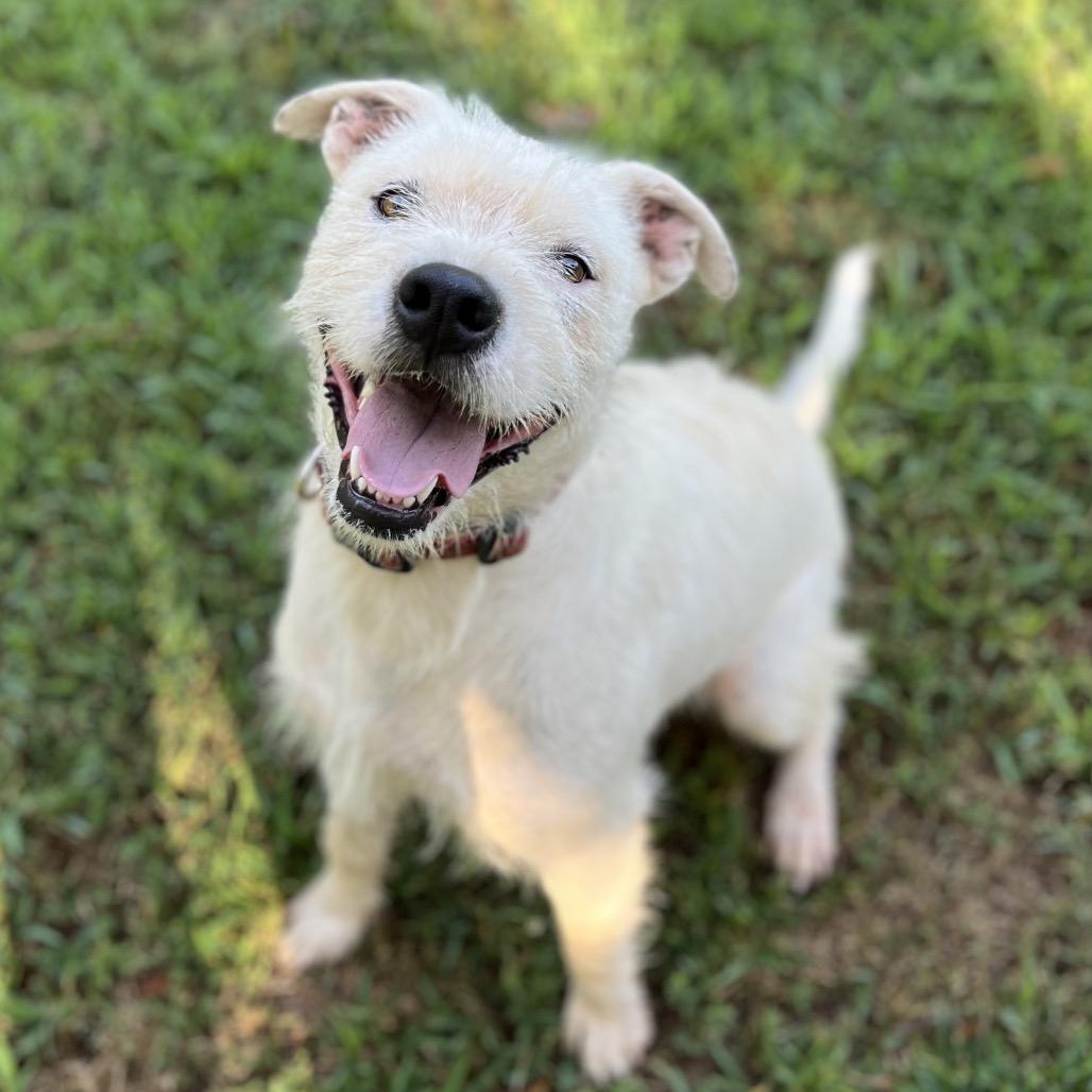 Enlarge Duke, a Adoptable mixed breed in Simpsonville, SC image 6/6