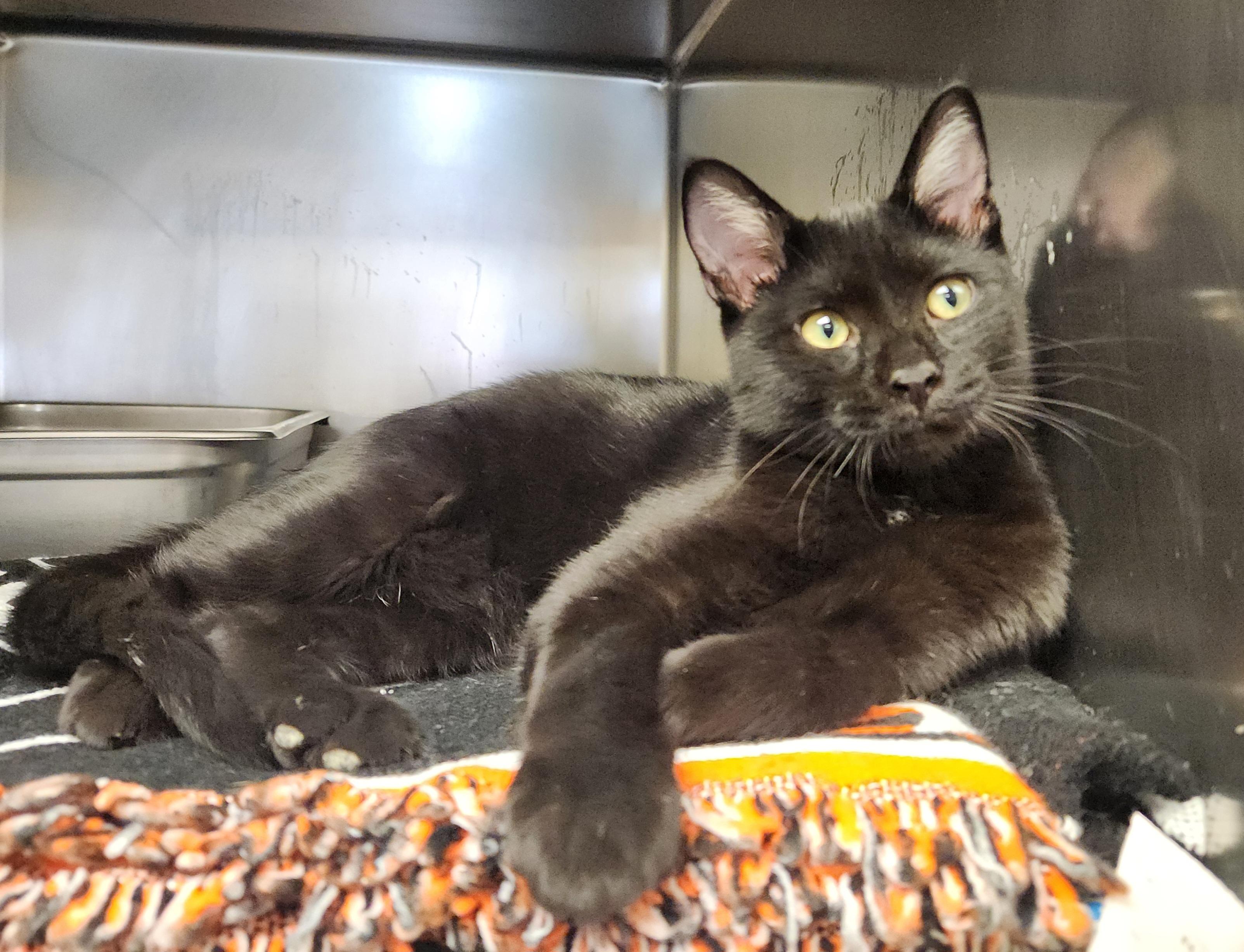 Arlo, Adoptable, Kitten Male Domestic Short Hair.