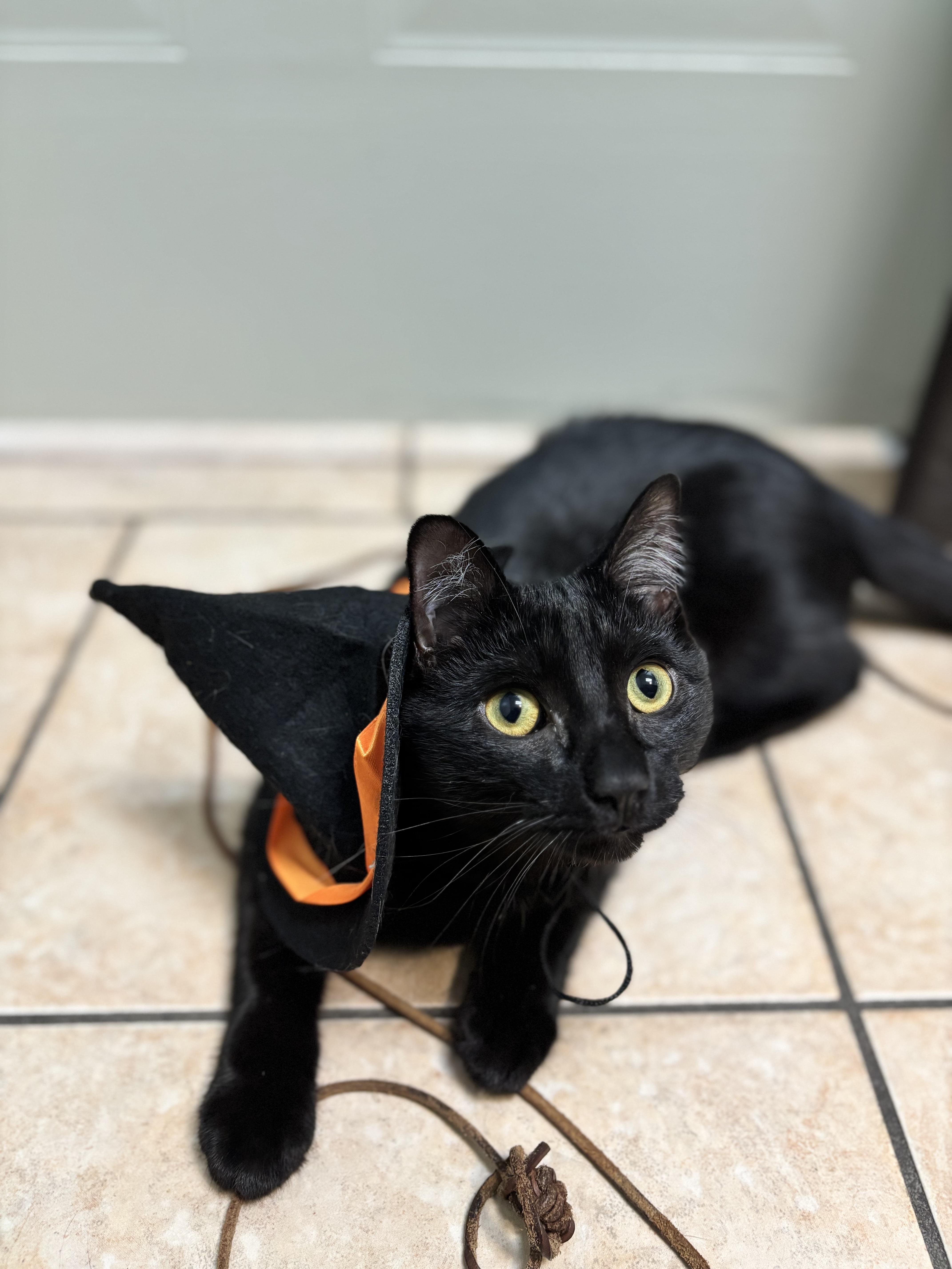 Willow, Adoptable, Young Female Domestic Short Hair.