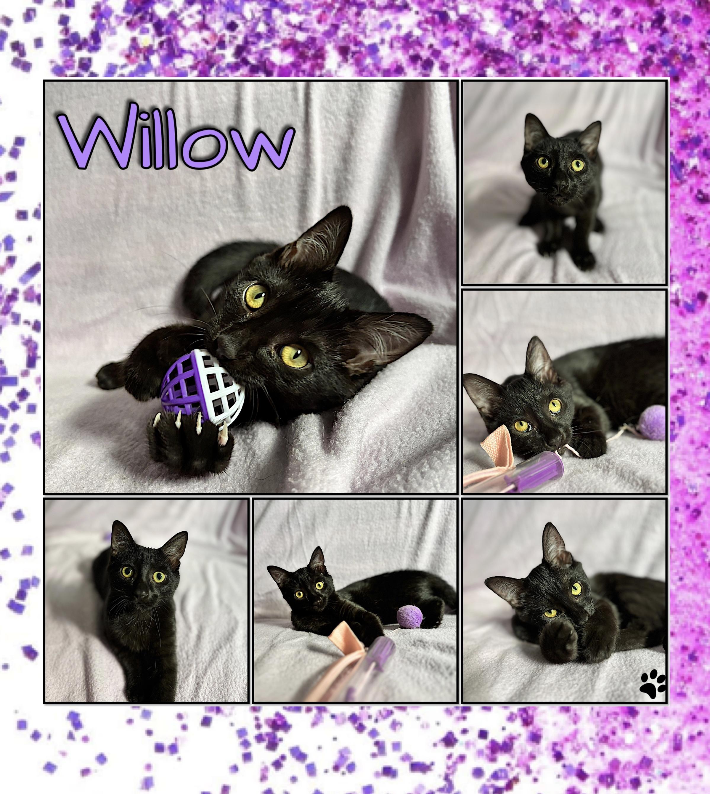 Willow