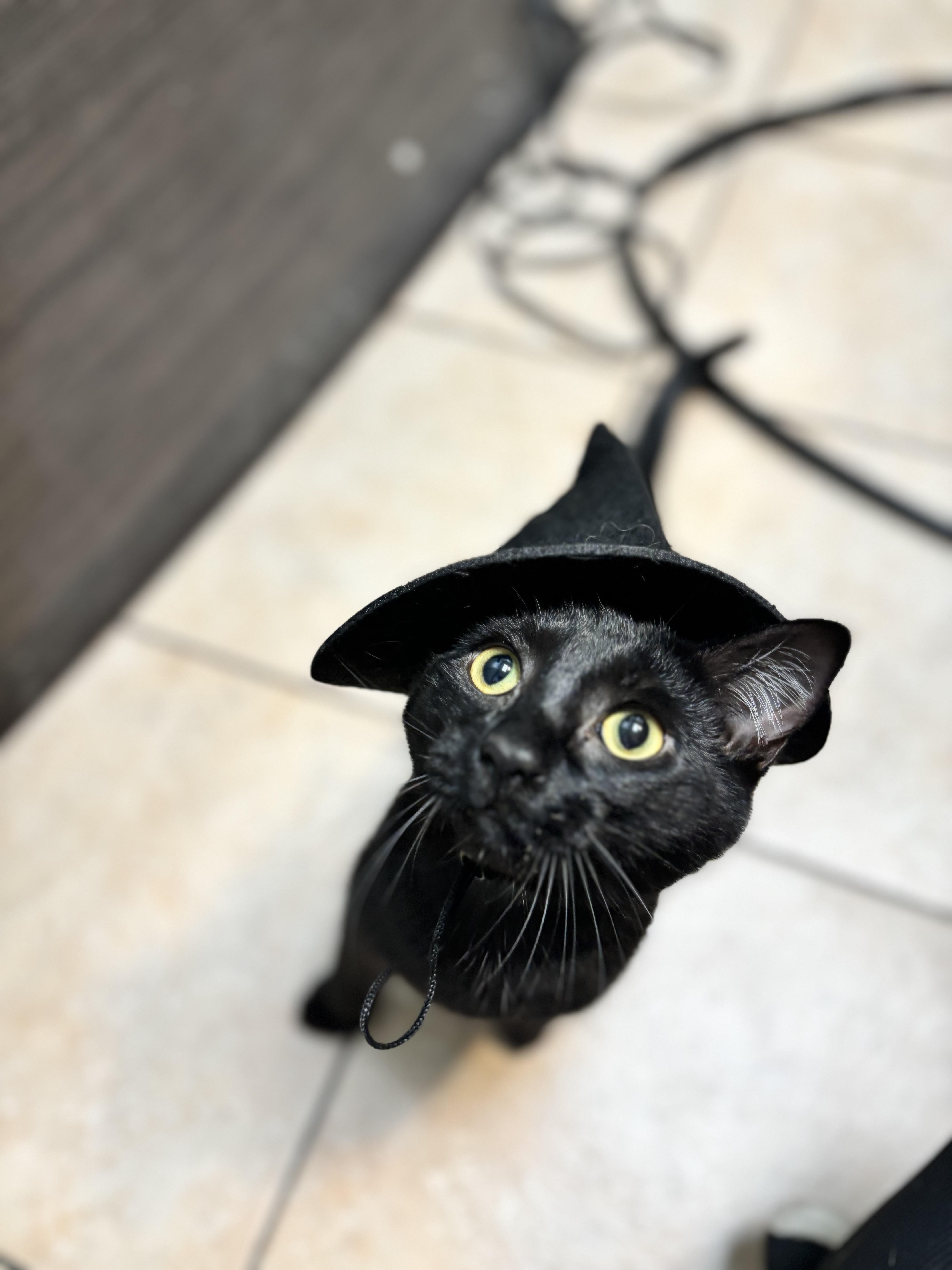 Enlarge Willow, a Adoptable Domestic Short Hair in Beloeil, QC image 3/4