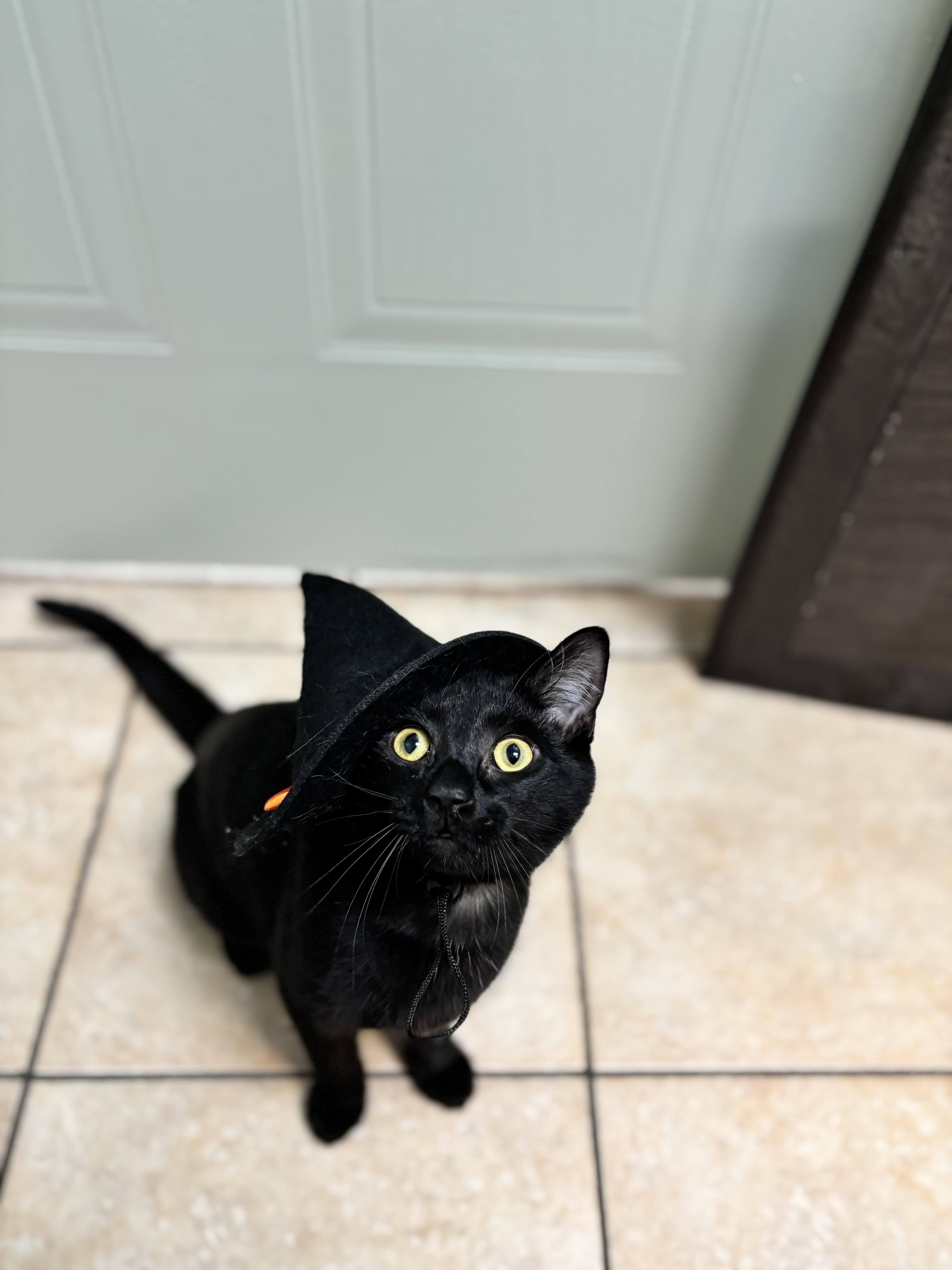 Enlarge Willow, a Adoptable Domestic Short Hair in Beloeil, QC image 4/4