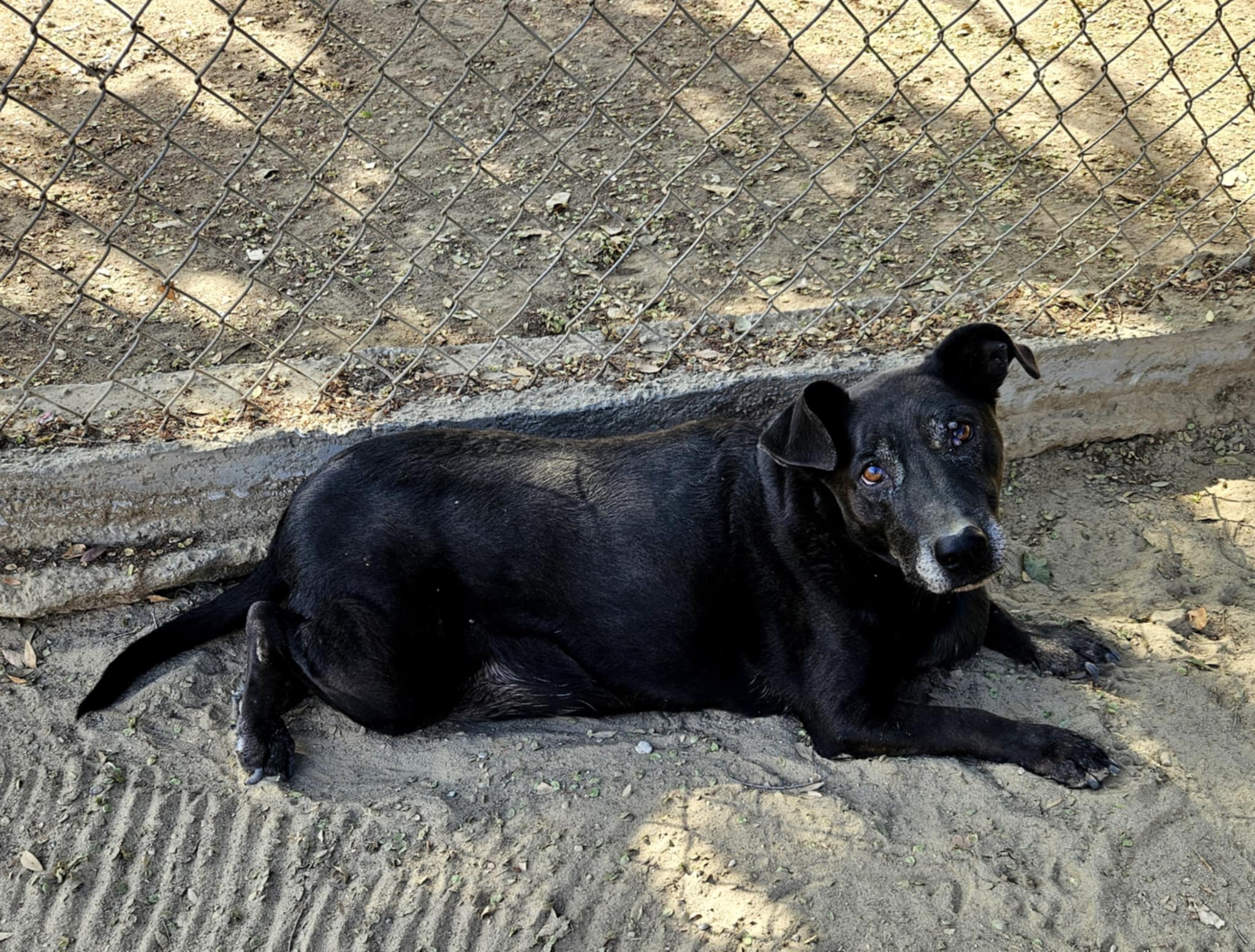 Enlarge Max, a Adoptable mixed breed in Selma, CA image 3/3