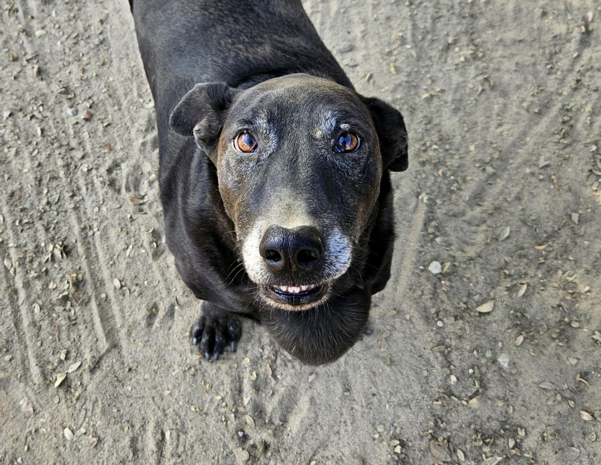 Enlarge Max, a Adoptable mixed breed in Selma, CA image 2/3