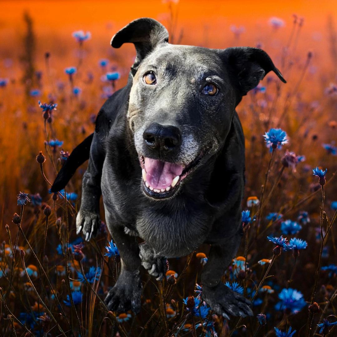 Enlarge Max, a Adoptable mixed breed in Selma, CA image 1/3