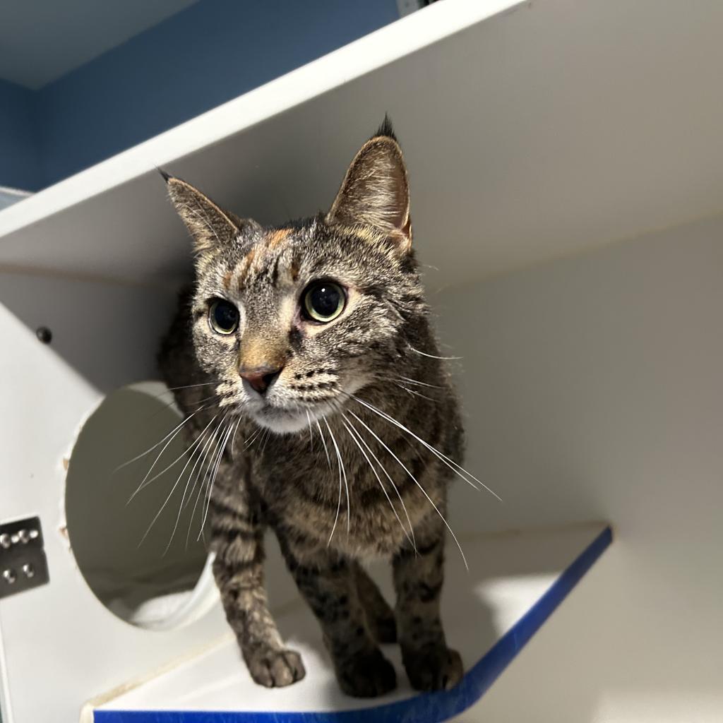 Mia, Adoptable, Senior Female Domestic Short Hair.