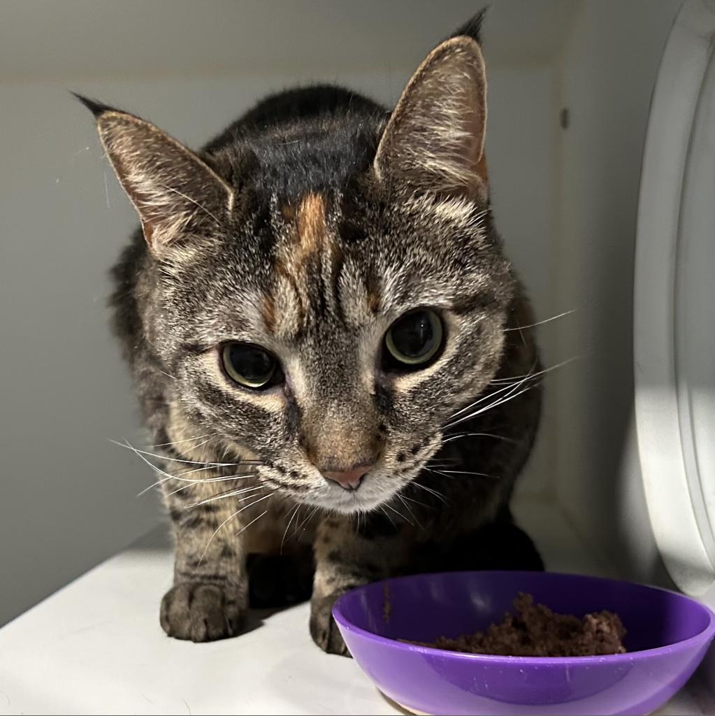 Enlarge Mia, a Adoptable Domestic Short Hair in Oyster Bay, NY image 3/6