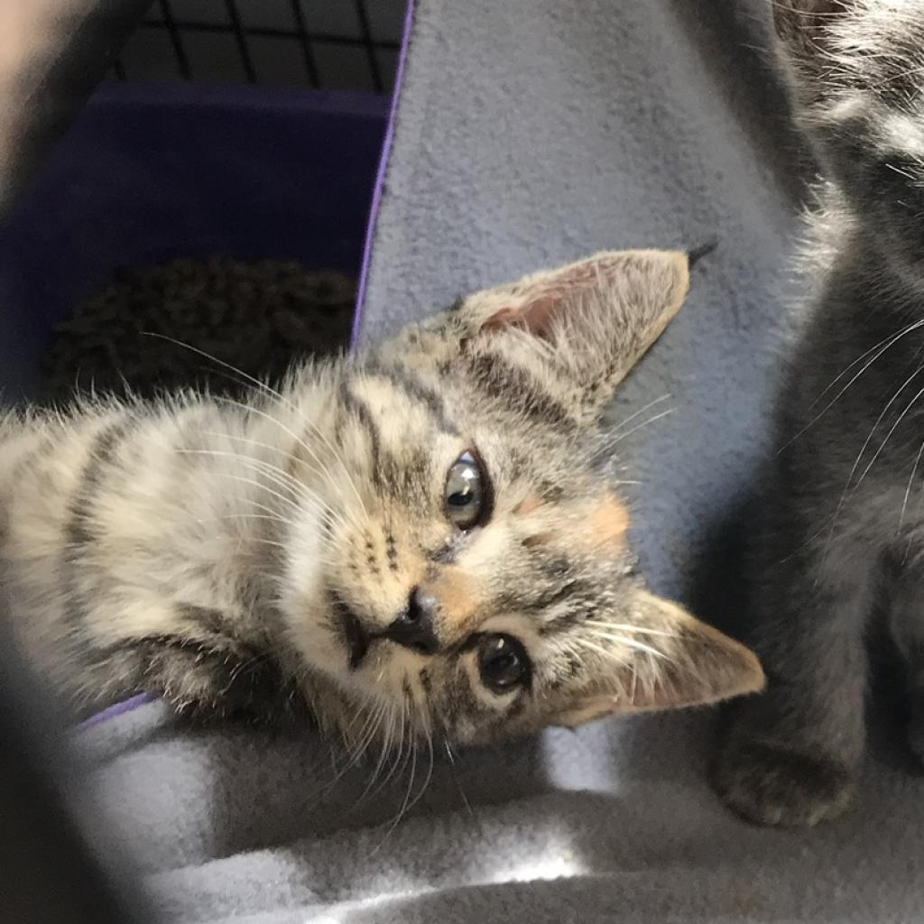 Enlarge Mia, a Adoptable Domestic Short Hair in Oyster Bay, NY image 4/6