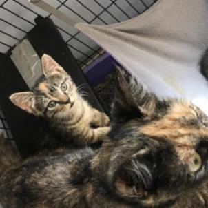 Enlarge Mia, a Adoptable Domestic Short Hair in Oyster Bay, NY image 6/6