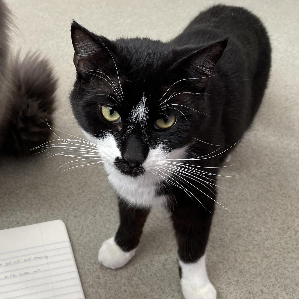 Enlarge Rascal, a Adoptable Domestic Short Hair in Hamburg, NY image 1/4