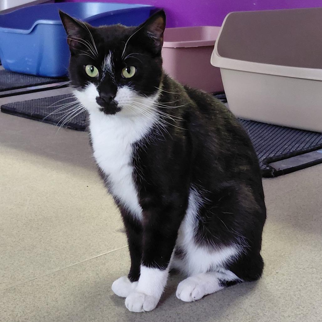 Enlarge Rascal, a Adoptable Domestic Short Hair in Hamburg, NY image 2/4