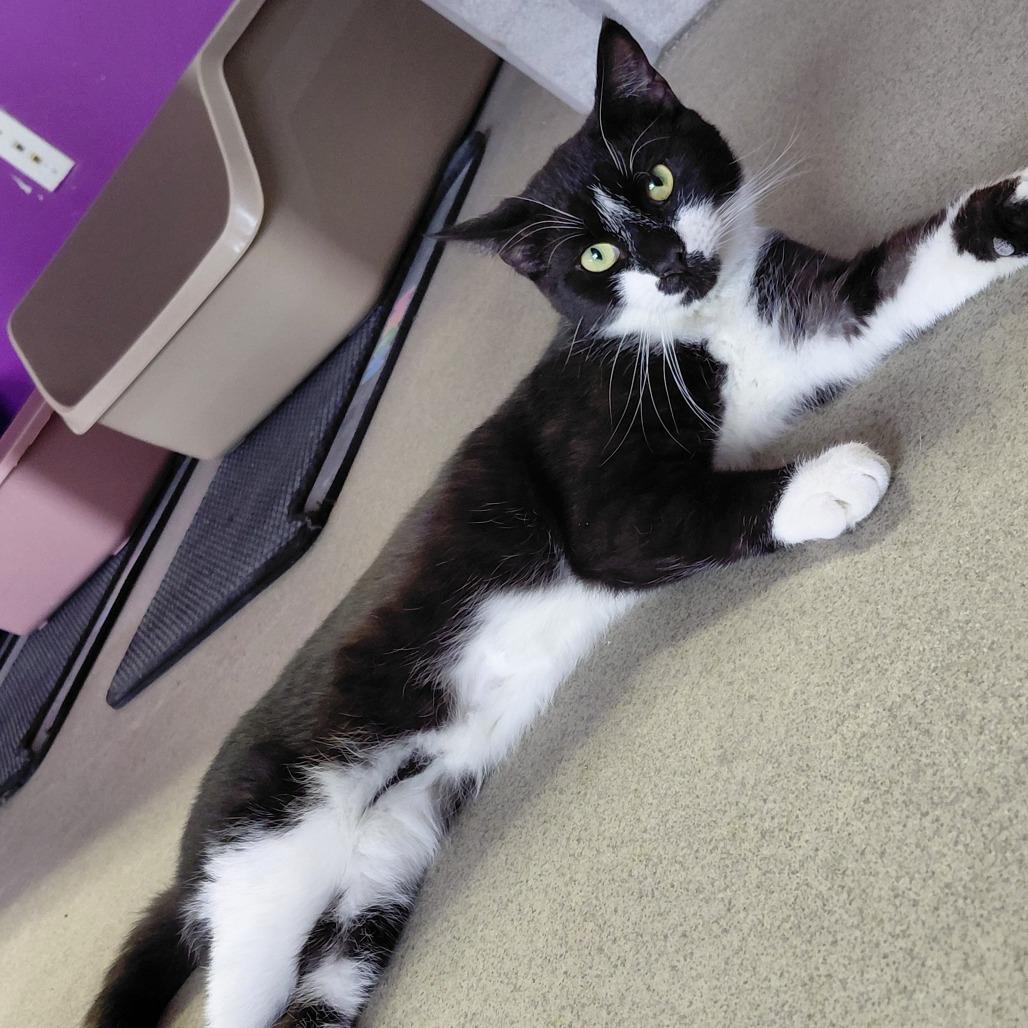 Enlarge Rascal, a Adoptable Domestic Short Hair in Hamburg, NY image 3/4