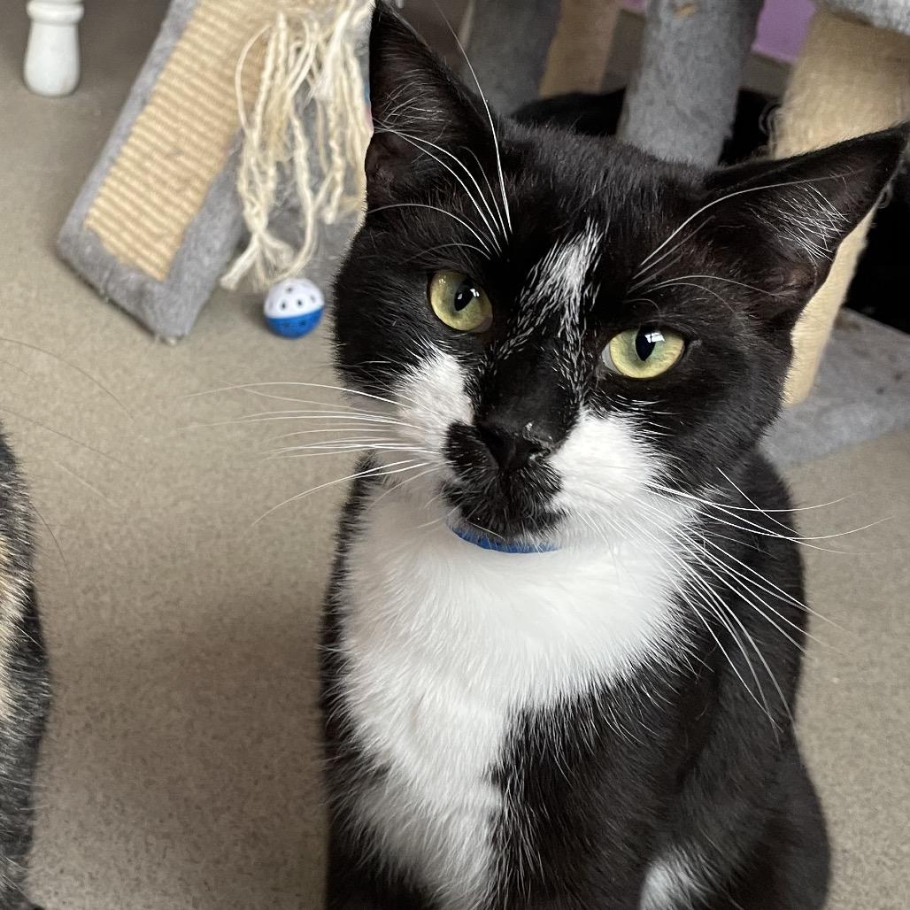 Enlarge Rascal, a Adoptable Domestic Short Hair in Hamburg, NY image 4/4