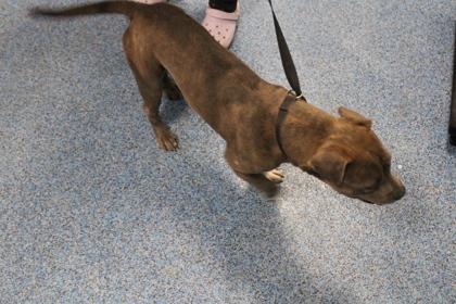 Enlarge DAFFY, a Adoptable mixed breed in Kenansville, NC image 2/3