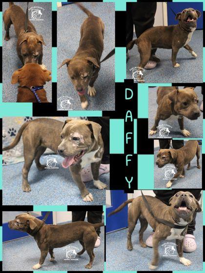 Enlarge DAFFY, a Adoptable mixed breed in Kenansville, NC image 3/3