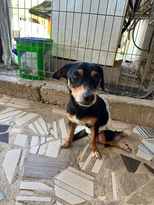 Enlarge Manguito, a Adoptable Mixed Breed in Toronto, ON image 5/5