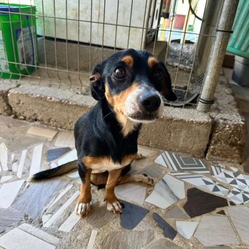 Enlarge Manguito, a Adoptable Mixed Breed in Toronto, ON image 3/5