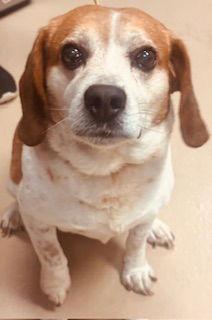 Enlarge Gatsby, a Adopted Beagle in Nashville, TN image 1/2