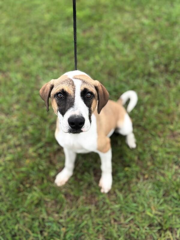 Enlarge Humphrey Bogart, a Adoptable mixed breed in Berkeley Heights, NJ image 1/5
