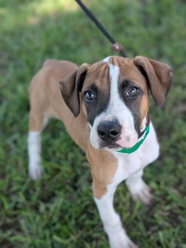 Enlarge Humphrey Bogart, a Adoptable mixed breed in Berkeley Heights, NJ image 2/5