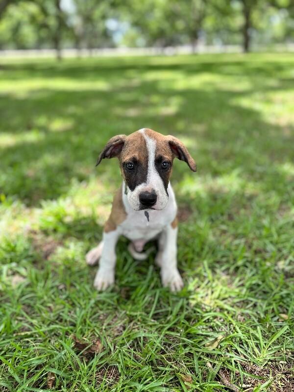 Enlarge Humphrey Bogart, a Adoptable mixed breed in Berkeley Heights, NJ image 3/5