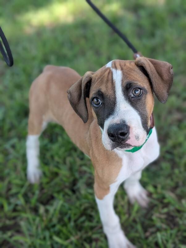 Enlarge Humphrey Bogart, a Adoptable mixed breed in Berkeley Heights, NJ image 4/5