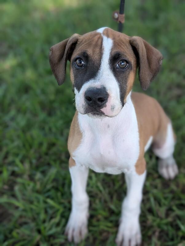 Enlarge Humphrey Bogart, a Adoptable mixed breed in Berkeley Heights, NJ image 5/5