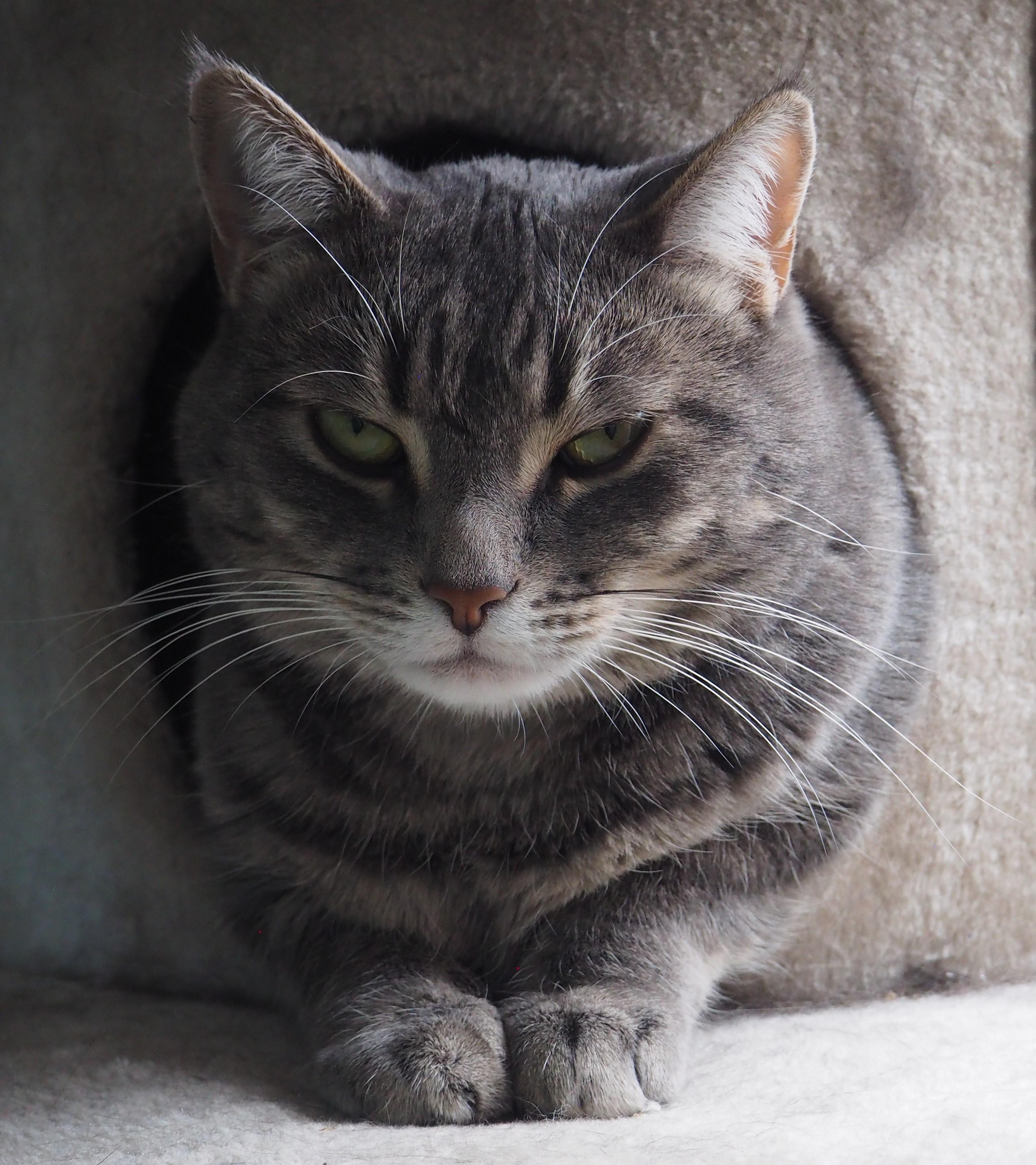 Cove & Reef, Adoptable, Adult Female Domestic Short Hair.