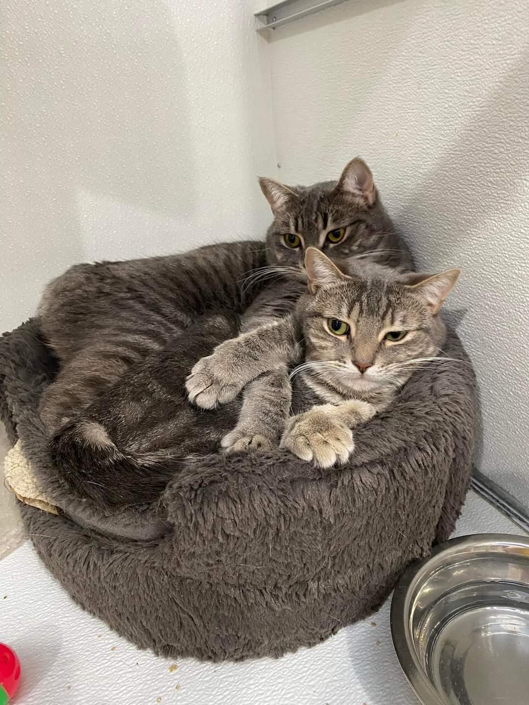 Cove & Reef, a Adoptable Domestic Short Hair in Courtenay, BC image 2/4