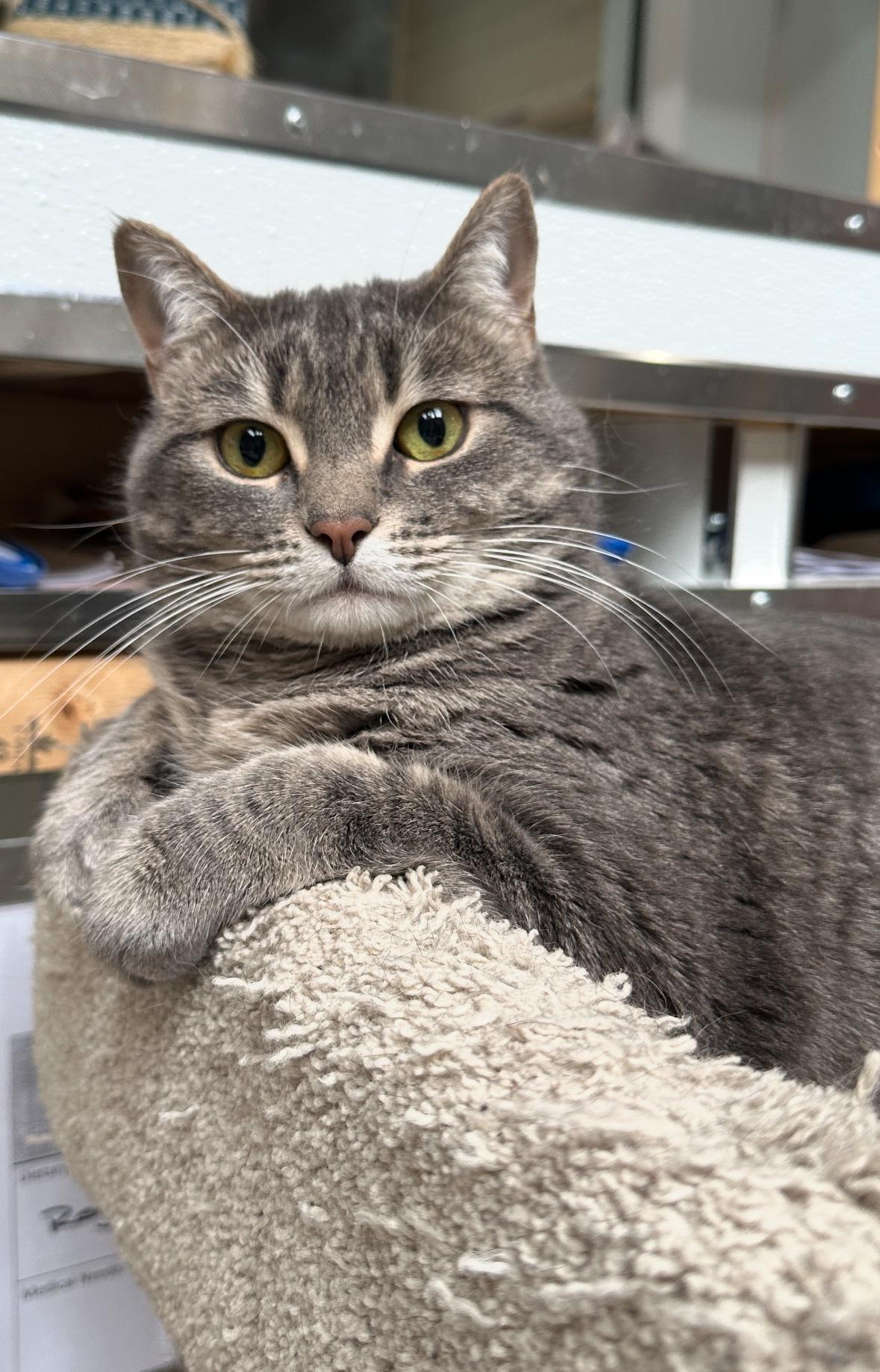 Cove & Reef, a Adoptable Domestic Short Hair in Courtenay, BC image 4/4