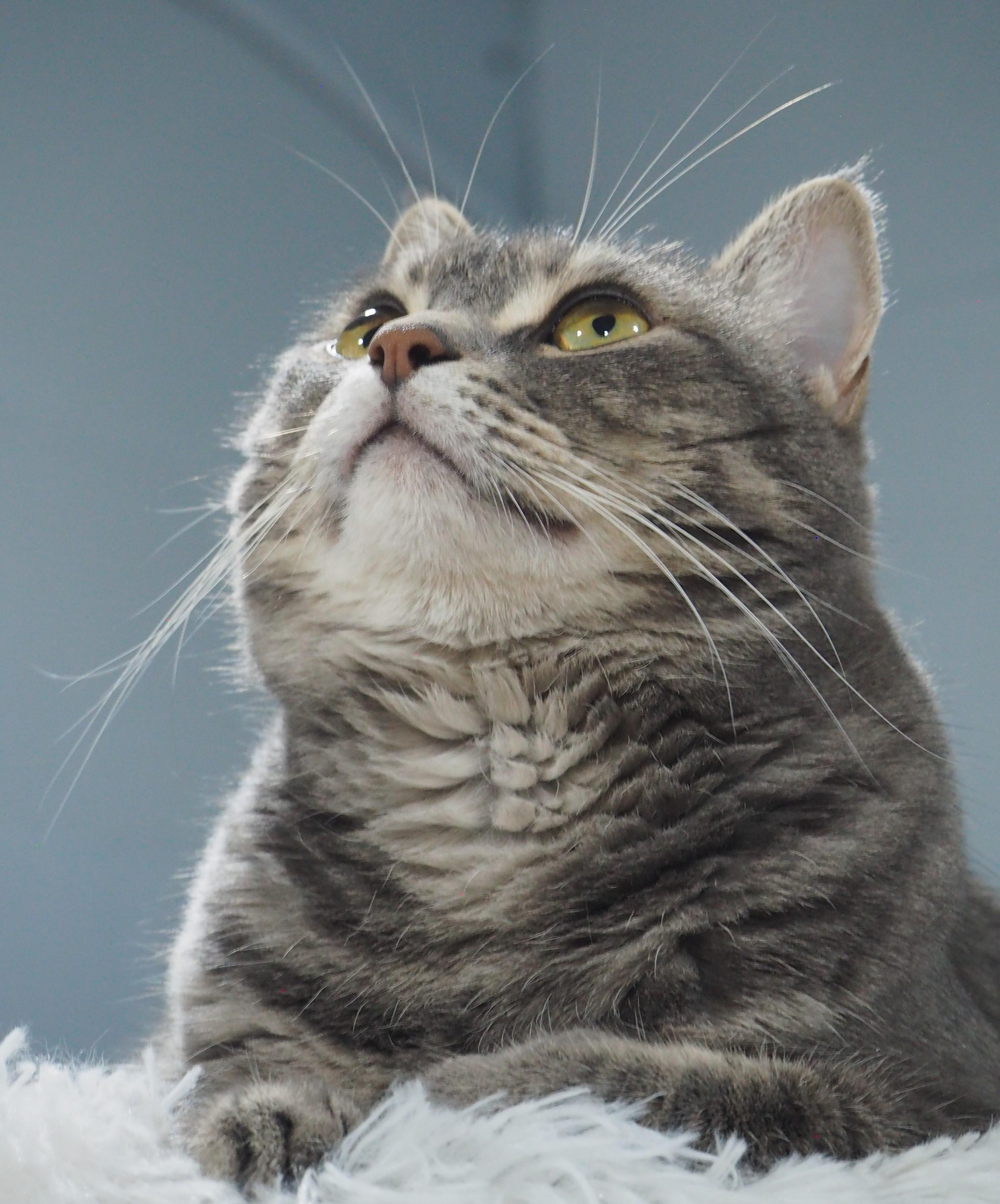 Cove & Reef, a Adoptable Domestic Short Hair in Courtenay, BC image 3/4