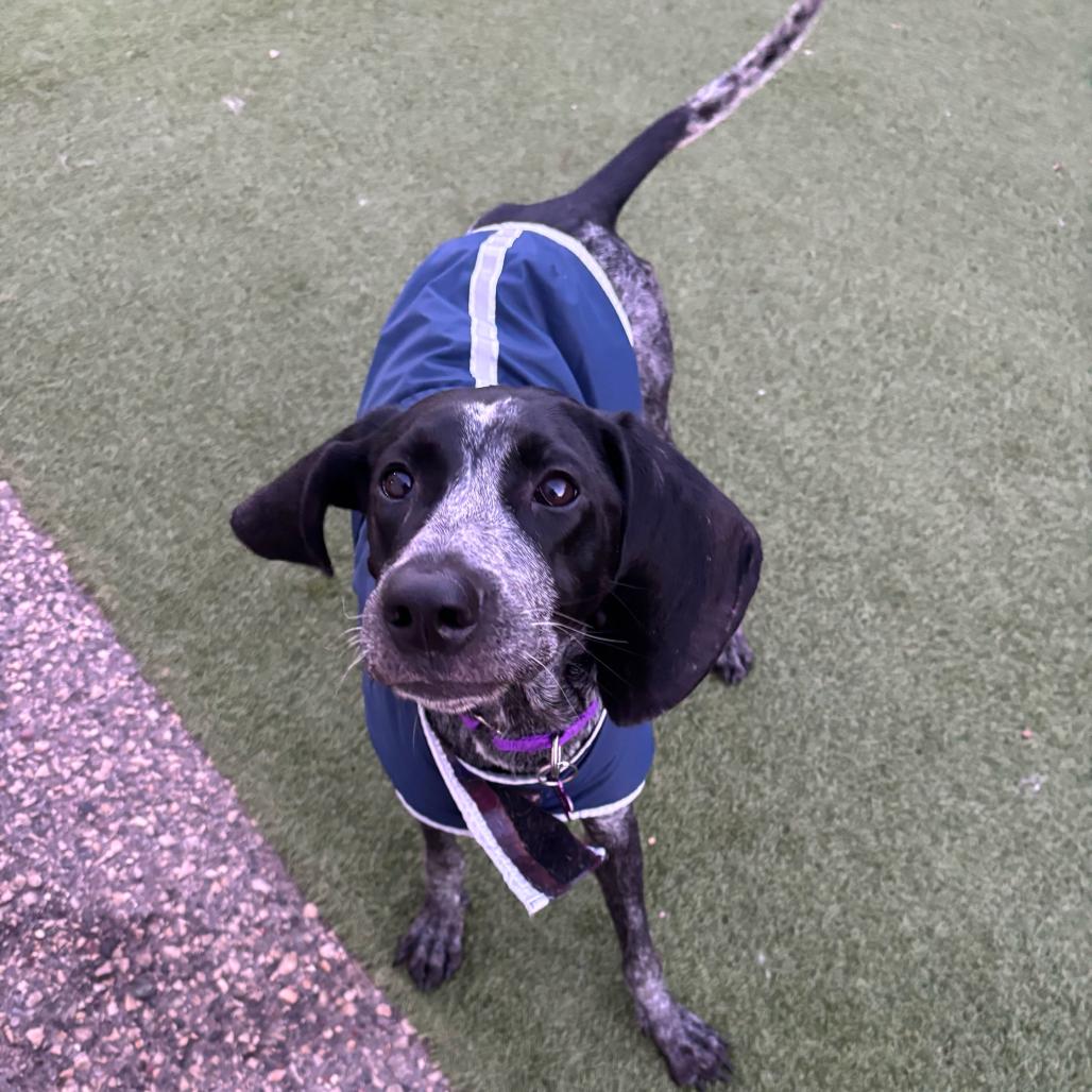 Paisley, Adoptable, Adult Female Bluetick Coonhound.